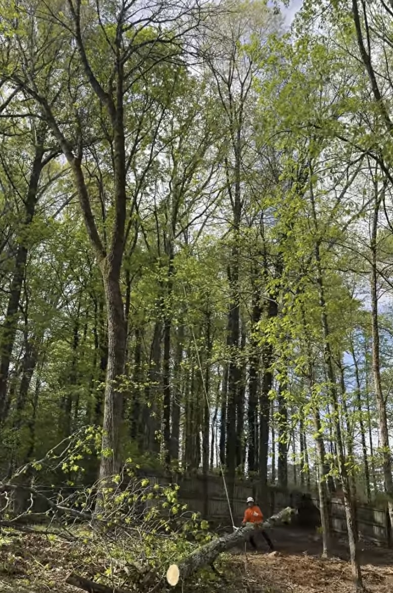 Professional arborist safely removing large tree in Tooele, UT