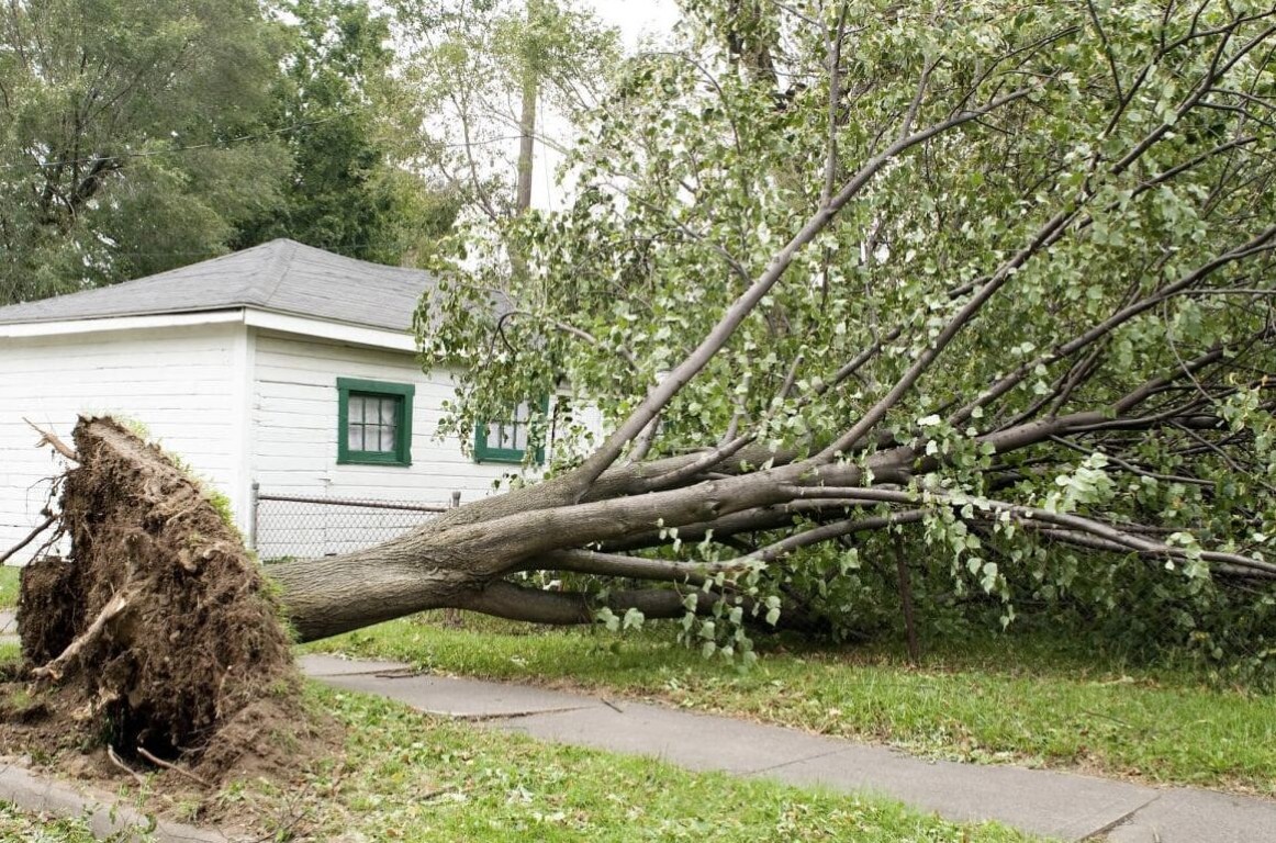 Emergency tree removal service responding to fallen tree in Tooele, UT