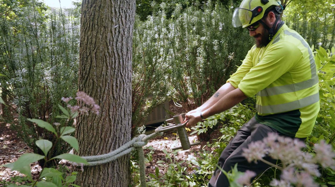 Tree Trimming & Pruning in Tooele, UT